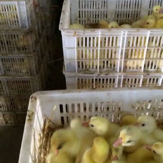 东台市 鹅苗，皖西鹅，大三花鹅，大白鹅，大泰州鹅苗