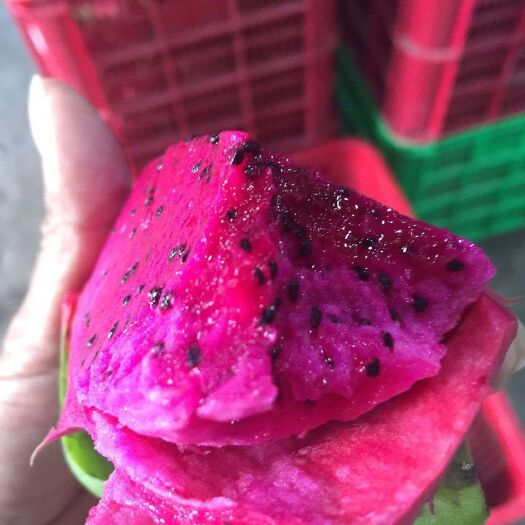 河口县 越南平顺红心火龙果