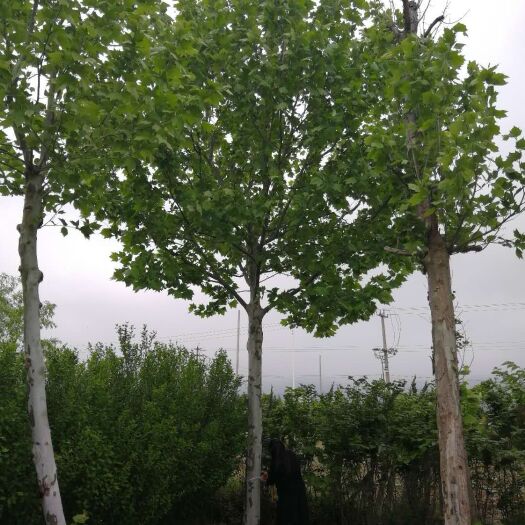 荣成市速生法桐 法桐，现货优惠