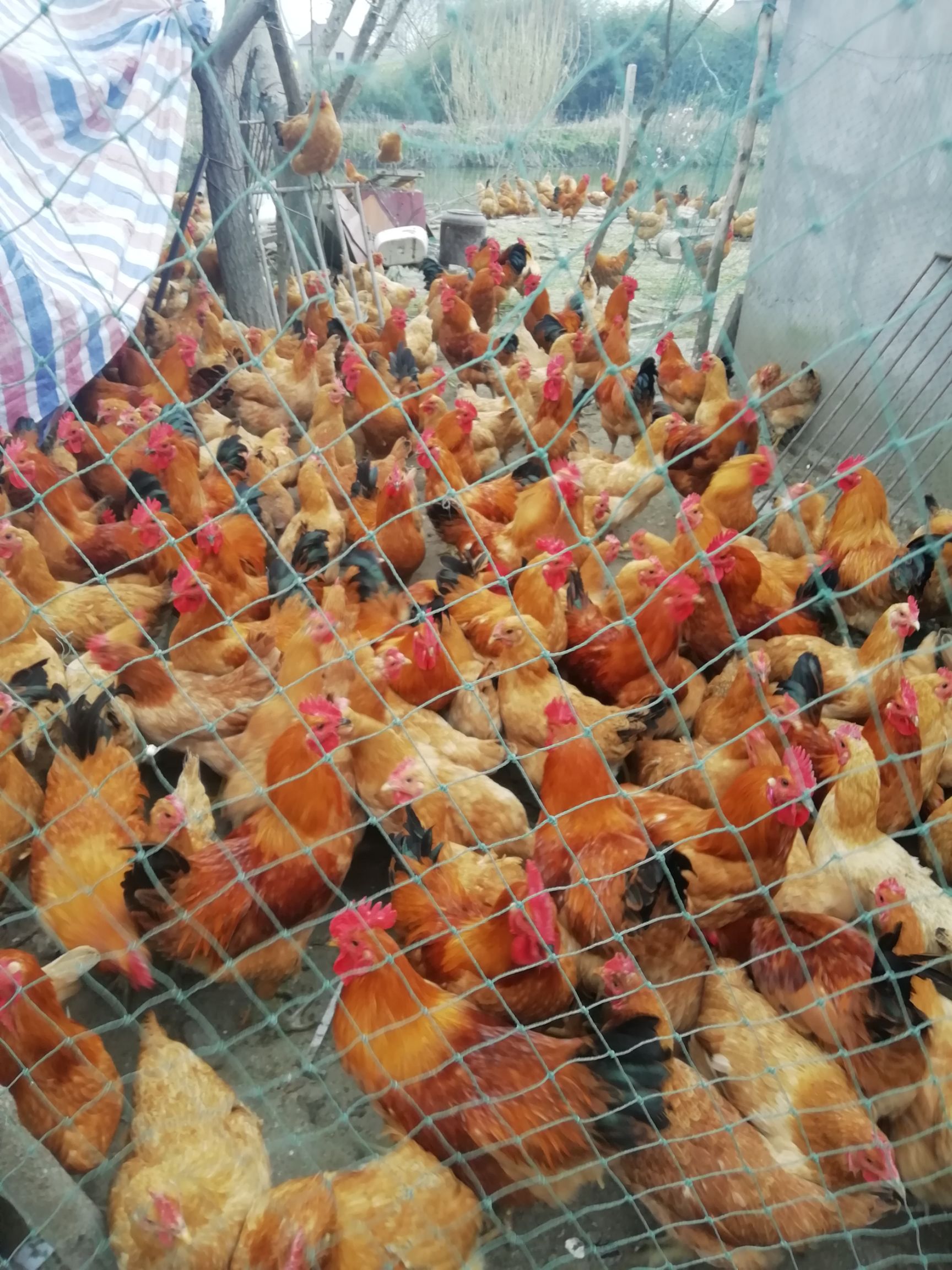  散养鸡出售