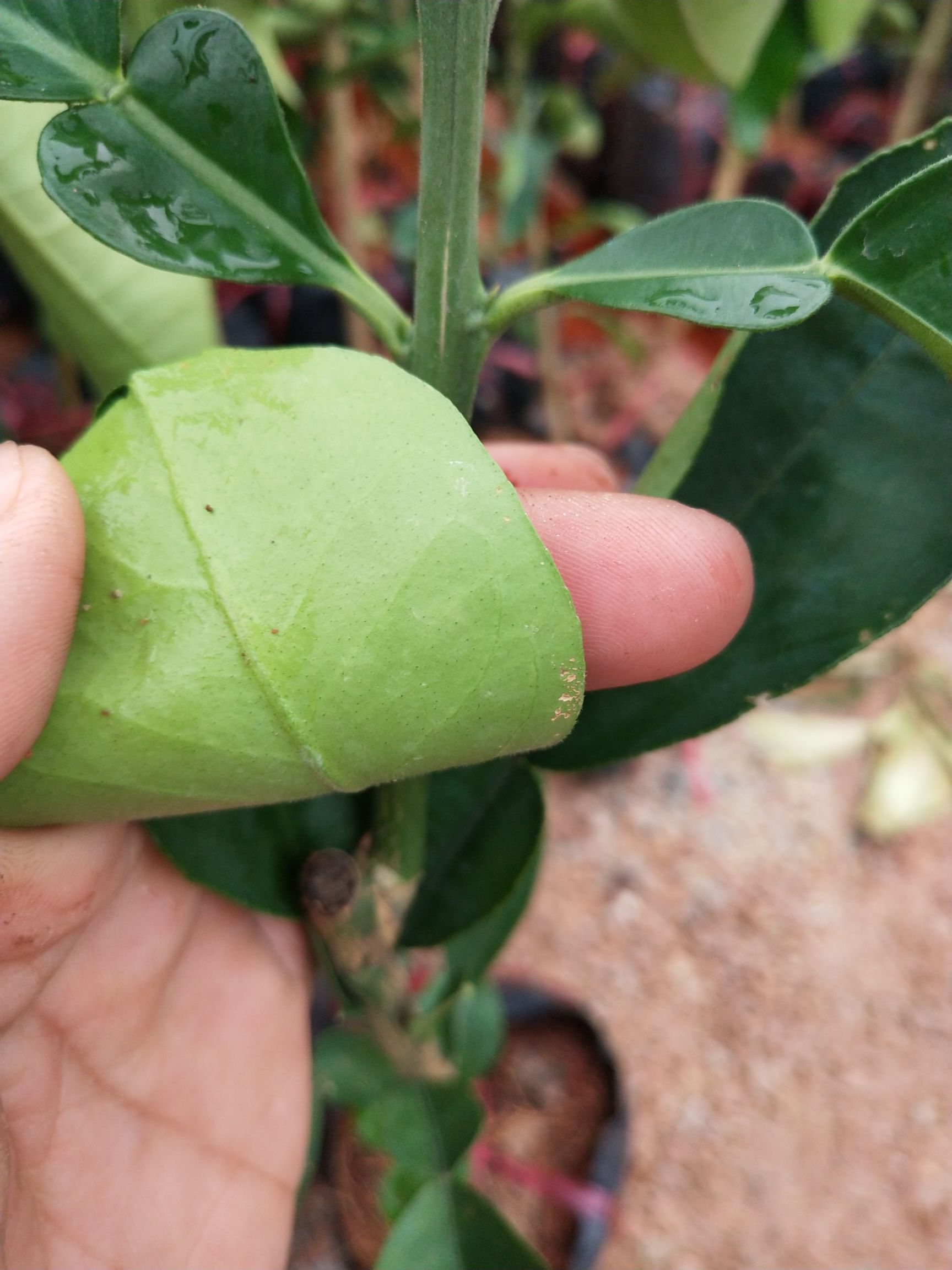 泰国青柚苗 泰国红宝石青柚