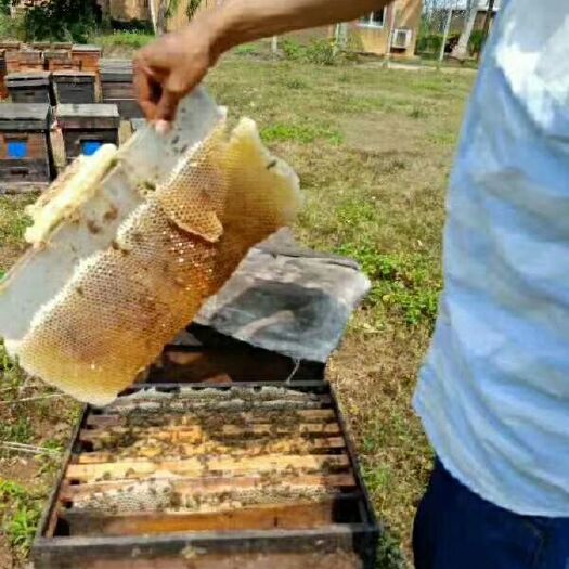 海口 甜甜的蜂蜜，绝不加假蜜