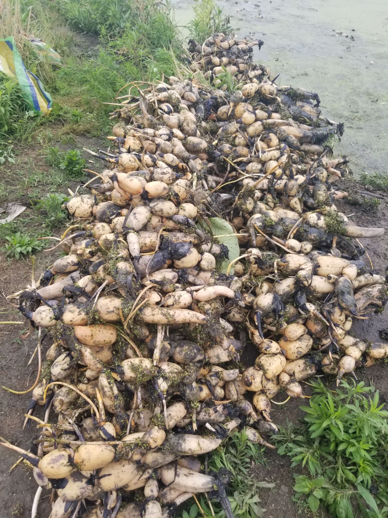 3735莲藕 5~10cm 3-5cm