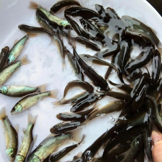 佛山丁桂鱼苗 赚钱的鱼