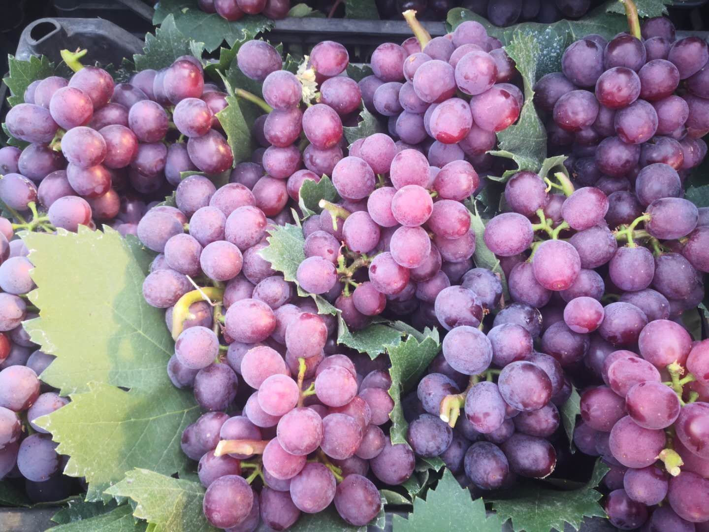 早熟红无核葡萄大量上市了