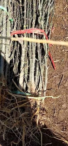 泰安 花椒苗基地自产直销 现挖现卖 第二年见果 提供种植技术