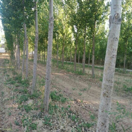 东光县灌木林地 土地成块，方正，可以养殖，笨鸡，羊，牛，等等……