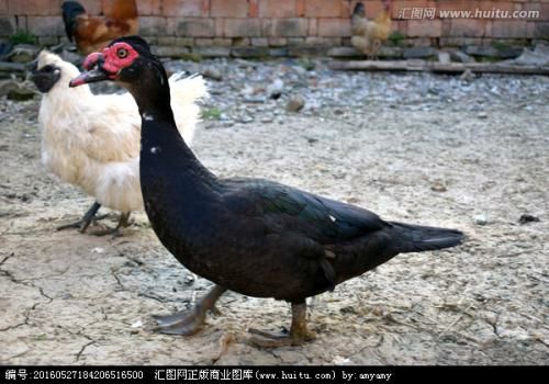  半番鸭苗包打疫苗，提供技术，包活到家