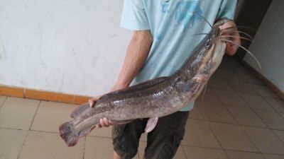 儋州市 儋州市大量批发鲶鱼