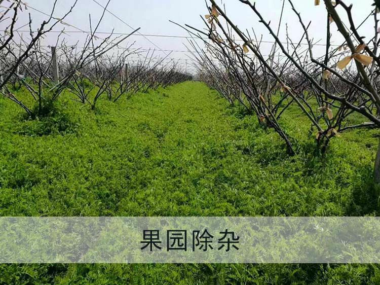 苕子种子  光叶紫花苕子果园绿肥种子 牧草种子 养蜂蜜源植物