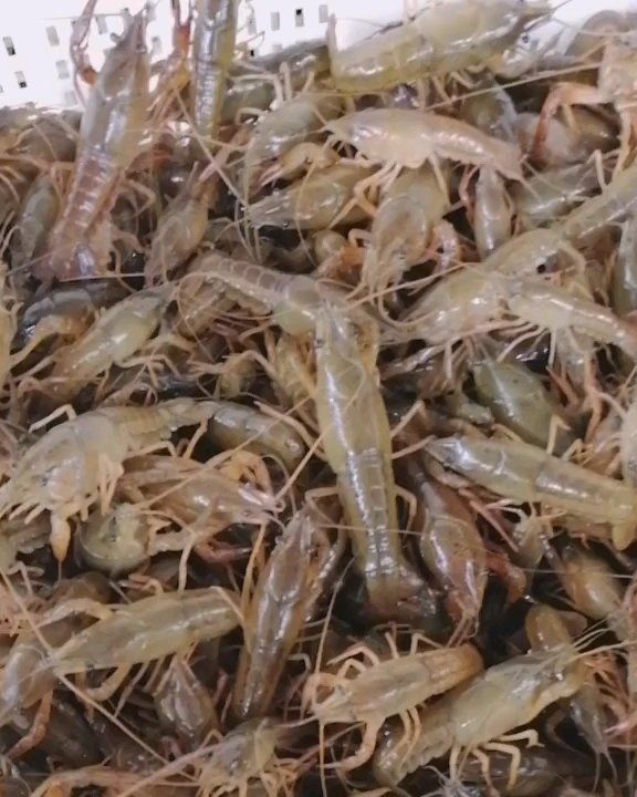 大量供应龙虾苗