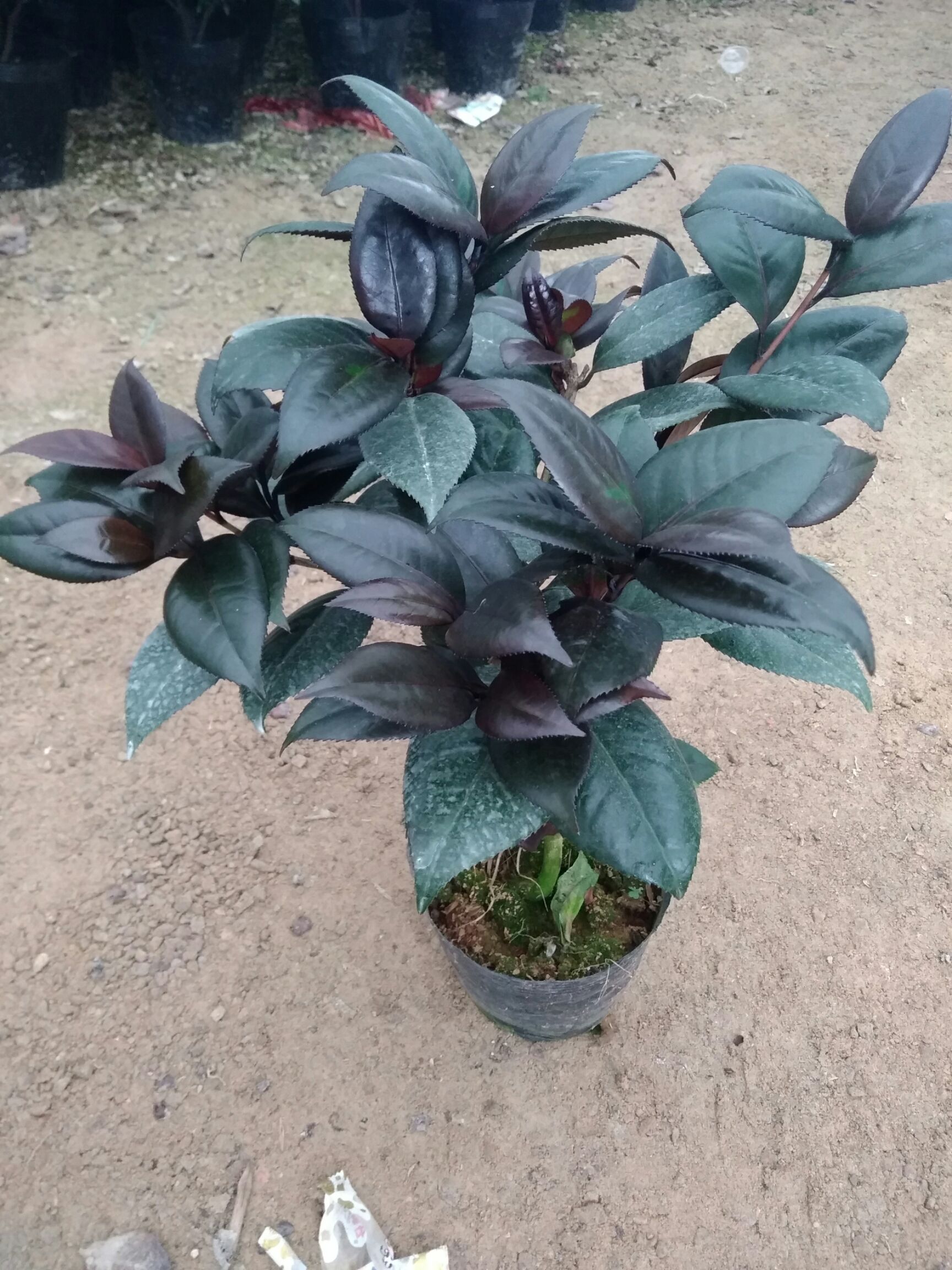  各品种茶花苗出售