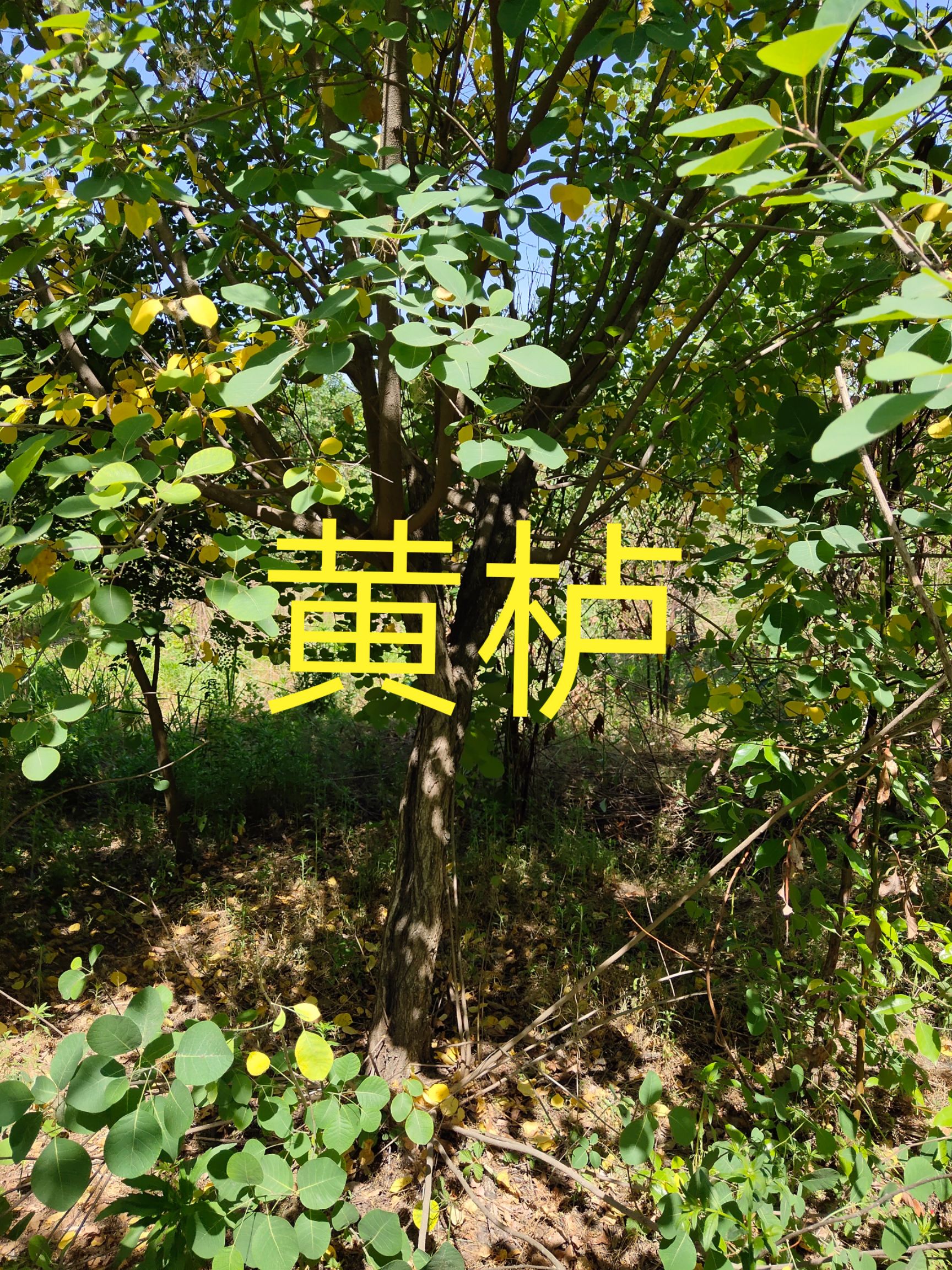 普通黄栌 黃栌8一16公分，高450一7米5，分枝80一1米2，有量。