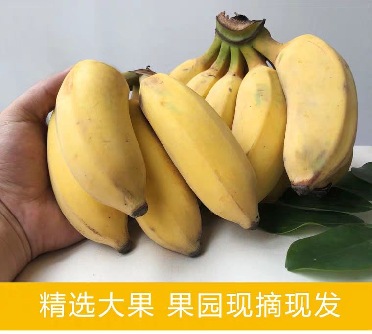 广西蕉 七成熟 