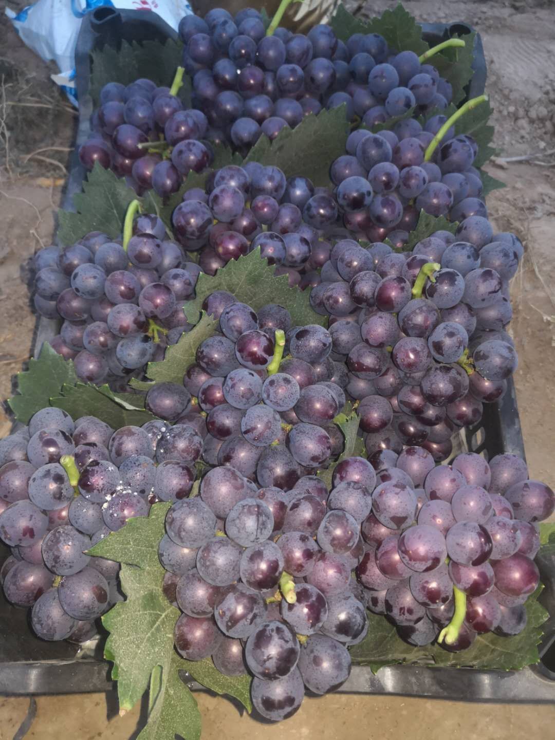  巨峰葡萄大量上市了