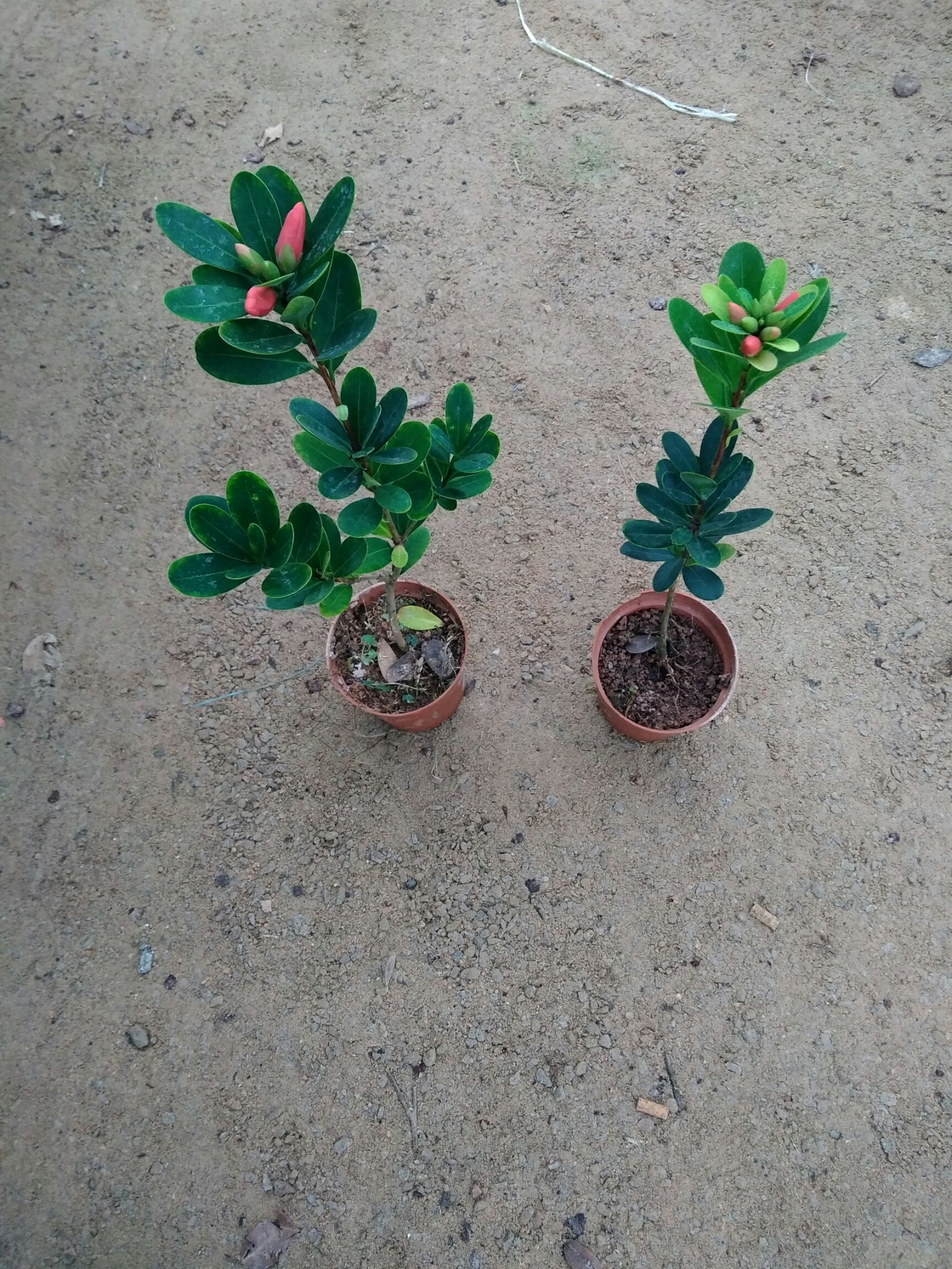  各品种茶花苗出售