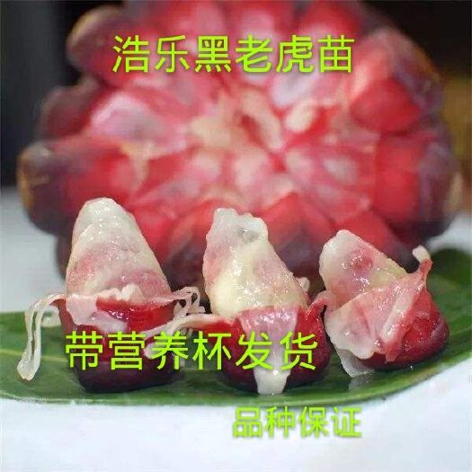 灵山县 黑老虎苗布福娜果树苗观赏盆栽苗抗霜冻南北方可种通道黑老虎