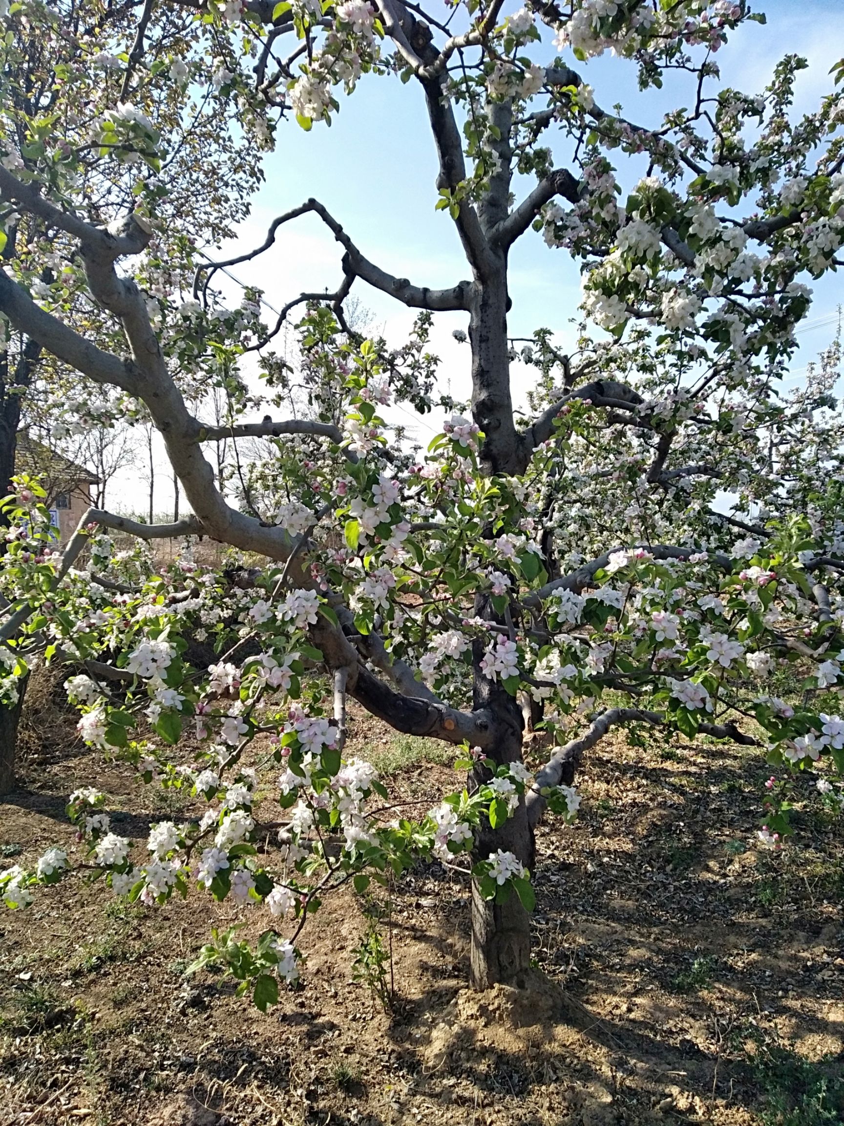 红富士苹果 70mm以上 全红 纸+膜袋