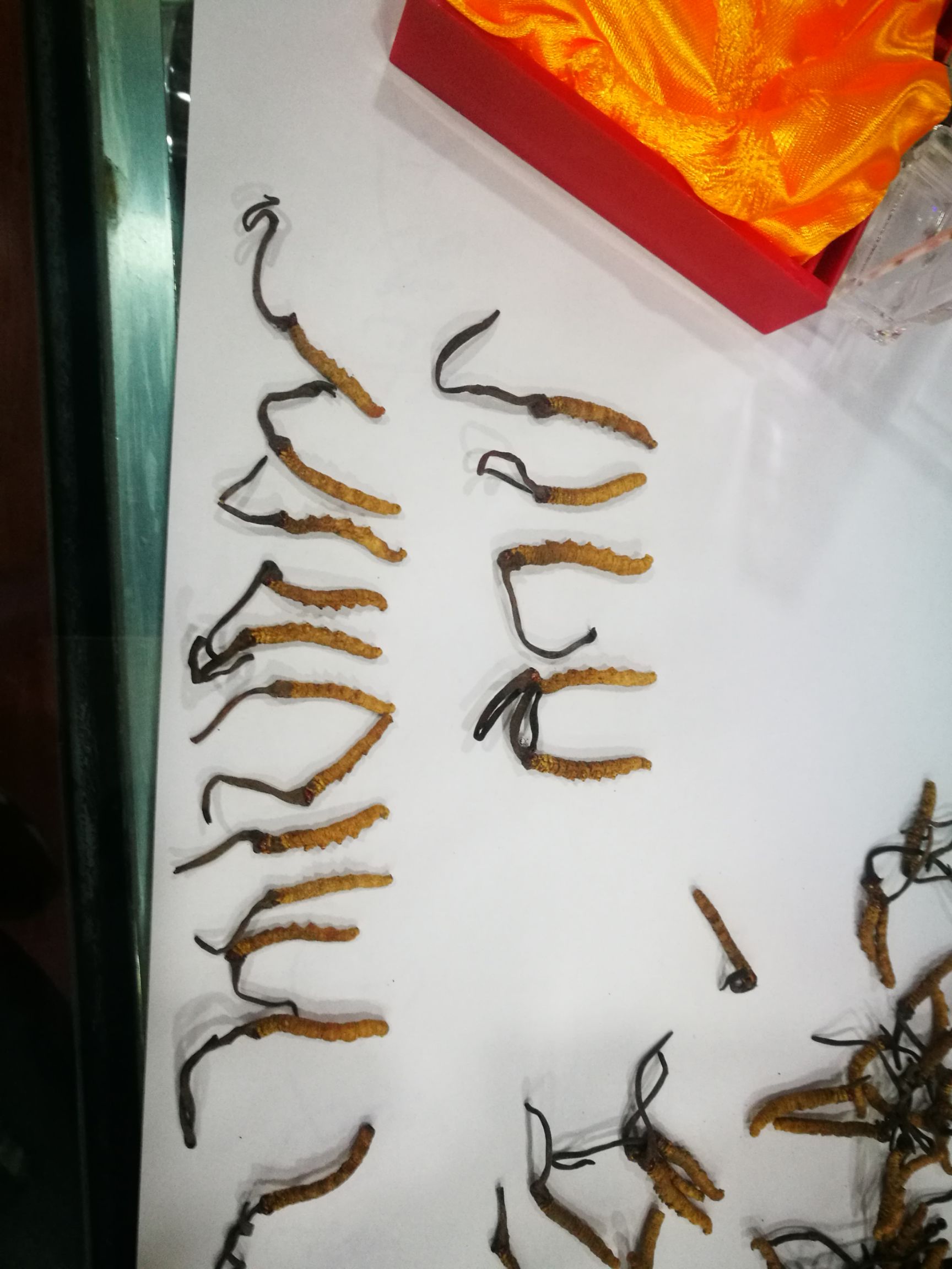 冬虫夏草 玉树精选小草  个个饱满  假一赔十  底价走量