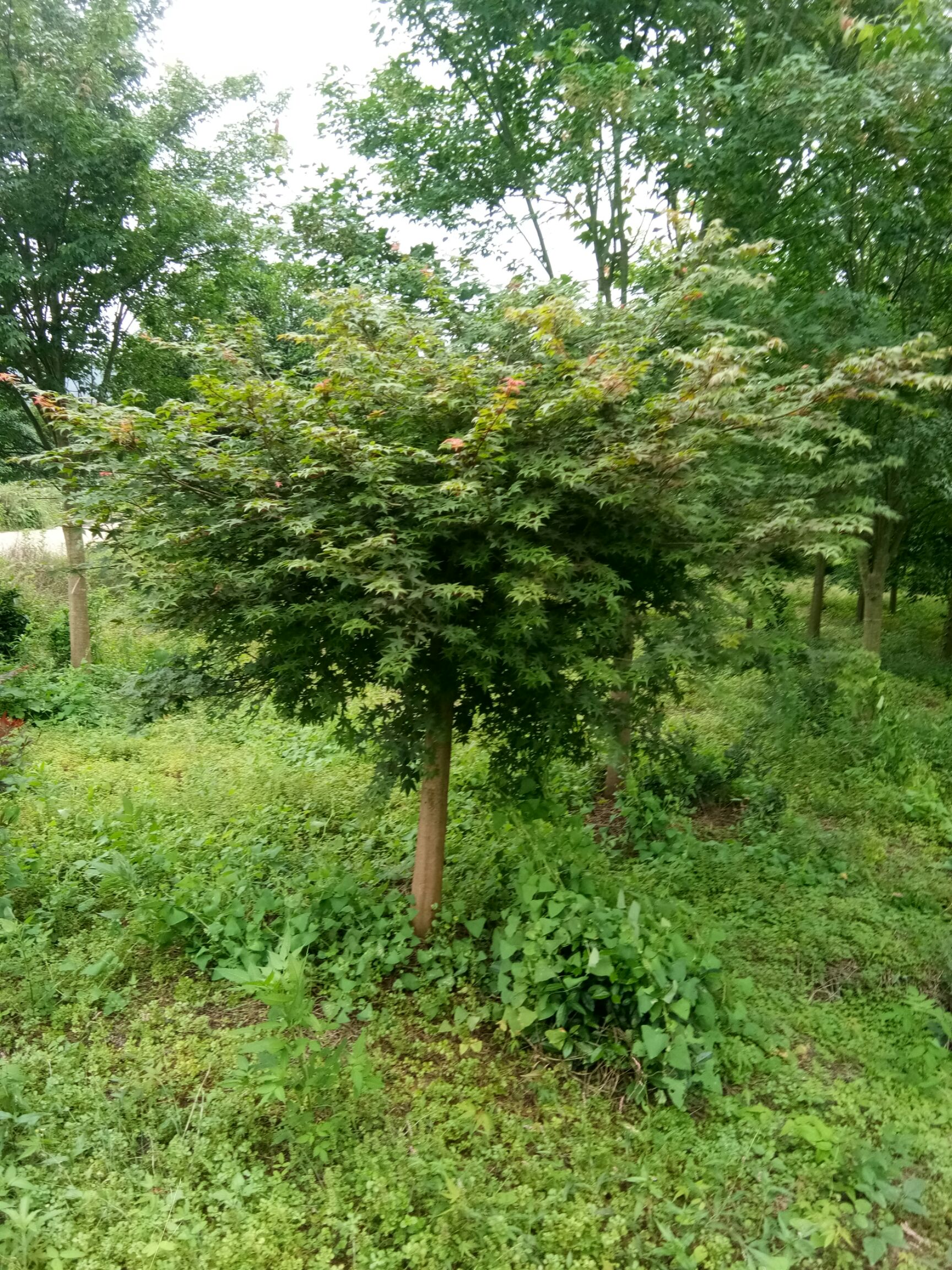 日本红枫  日本枫5一15公分