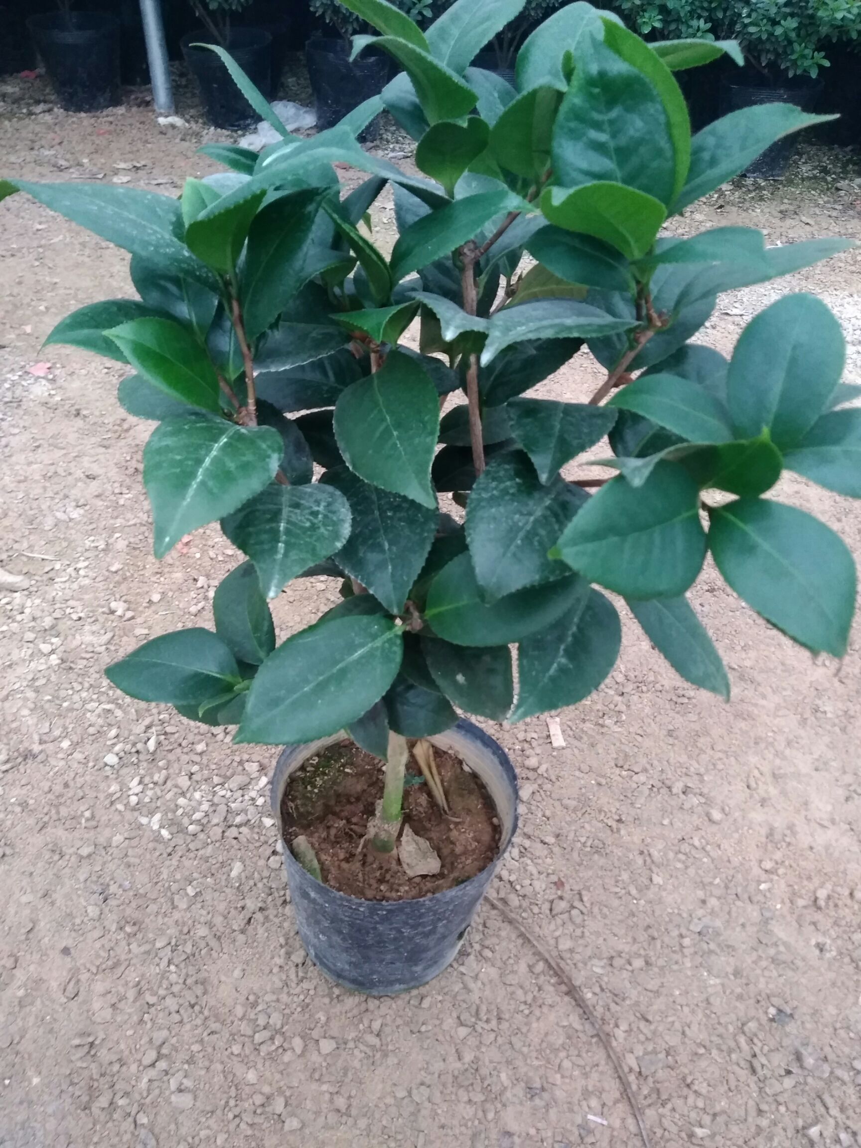  各品种茶花苗出售