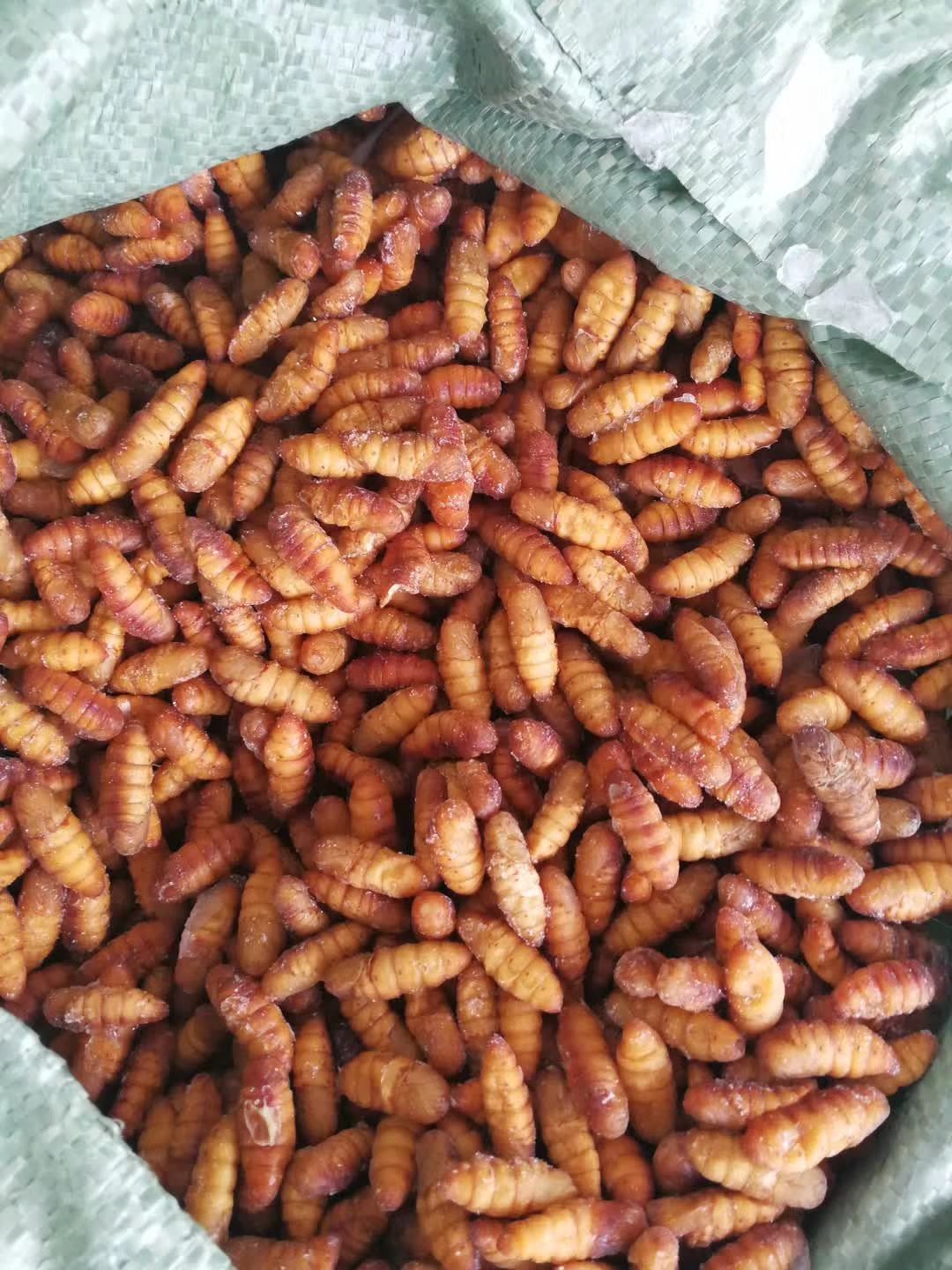 柴虫  熟冻蝼蛄蟋蟀龙虱水蜻蜓金蝉银蝉蝗虫鸡腰等各种