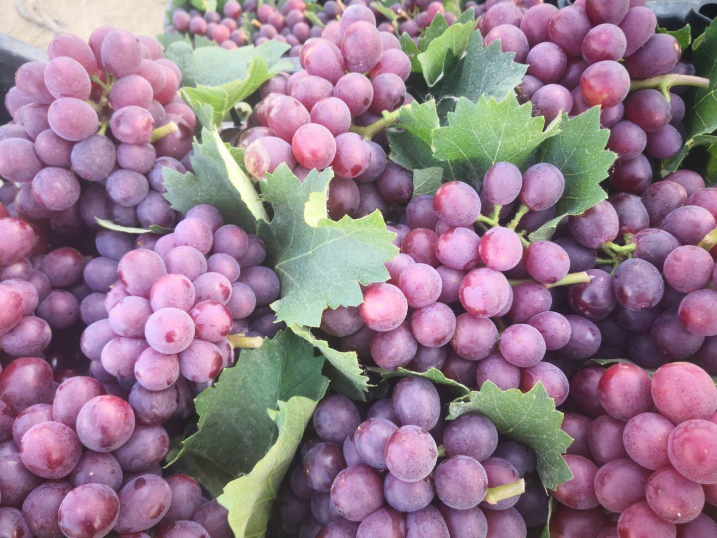 早熟红无核葡萄大量上市了