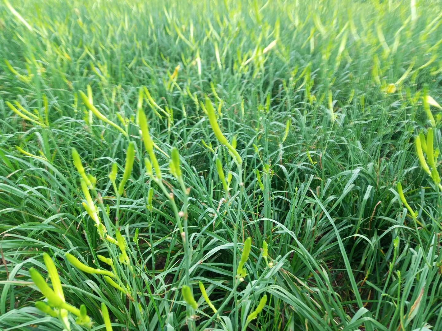 黄花菜苗 我司的黄花菜种苗保质保量，自已基地培育栽种的产量最高杂交品种