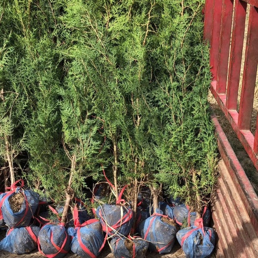 莒南县窄冠侧柏 精品侧柏1.5-2米