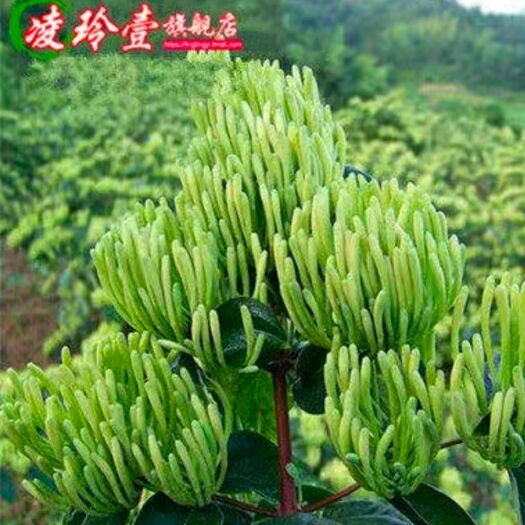 平邑县 金银花苗包成活
