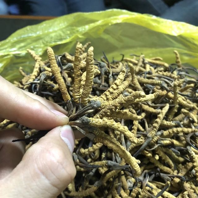 西宁冬虫夏草  玉树2500条精选  全国包邮