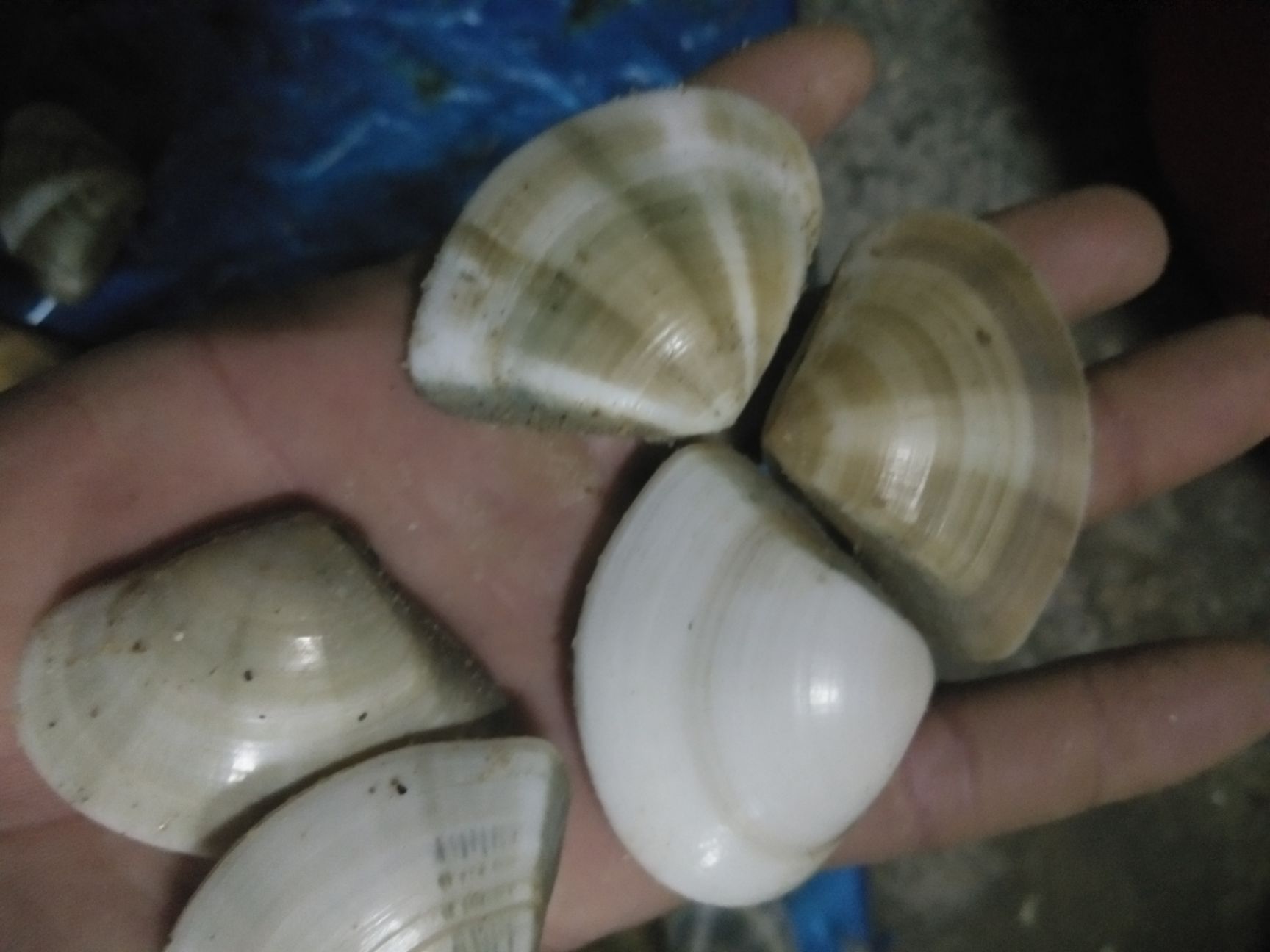 白贝 七贝彩大量有货