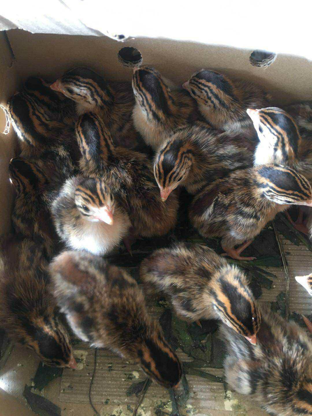 珍珠鸡苗 包打疫苗包 运输 厂家直销