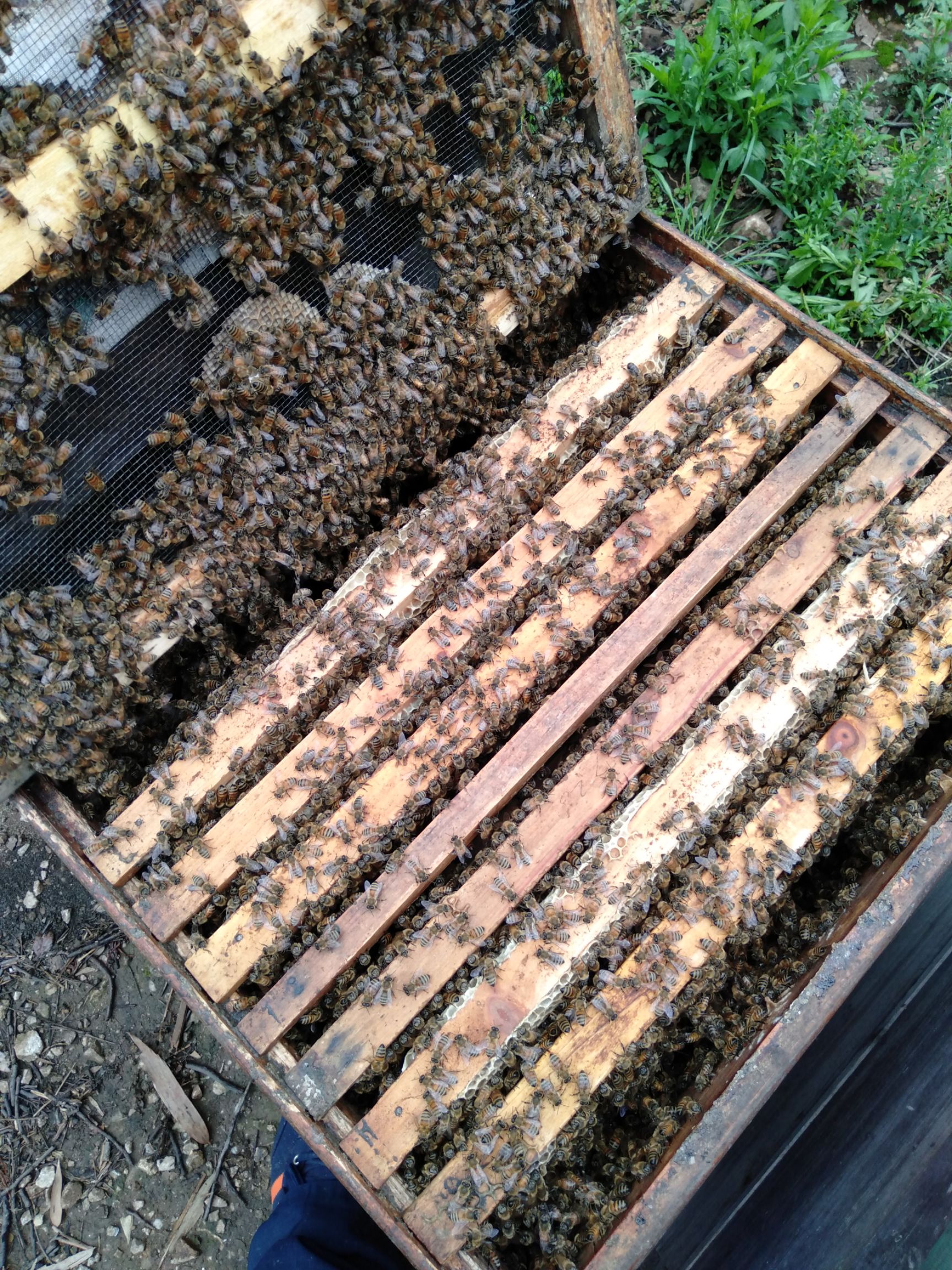 槐花蜜 塑料瓶装 2年以上 