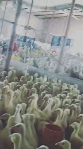 瓦房店市 白鹅苗有需要的联系我
