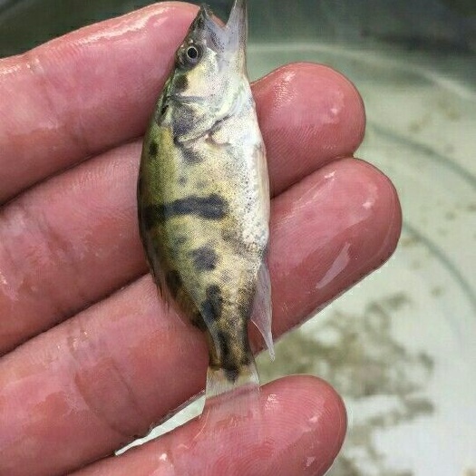 重庆市桂鱼苗 品种好，皮毛好，无病，包送