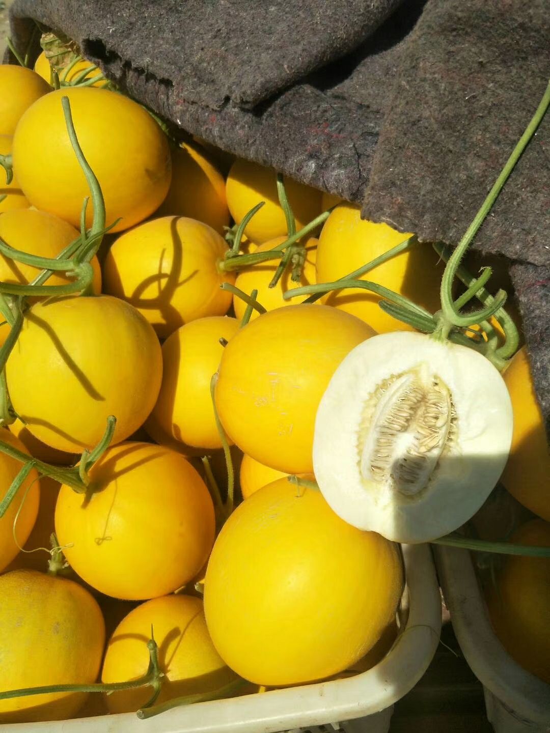 久红瑞甜瓜 大量上市了，产地一万多亩，久红瑞，东方密小蜜25