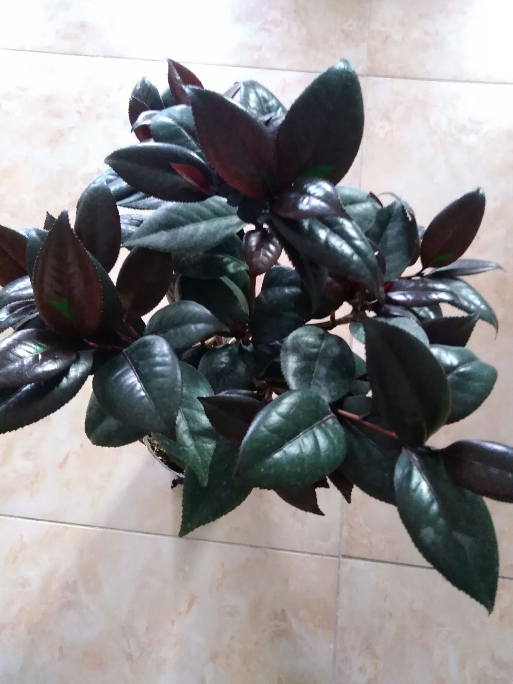  各品种茶花苗出售