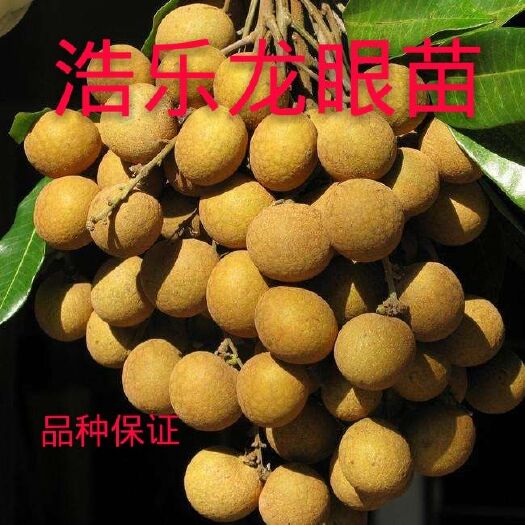 灵山县 龙眼树苗石硖龙眼储良龙眼苗桂圆嫁接苗双季龙眼当年结果包邮