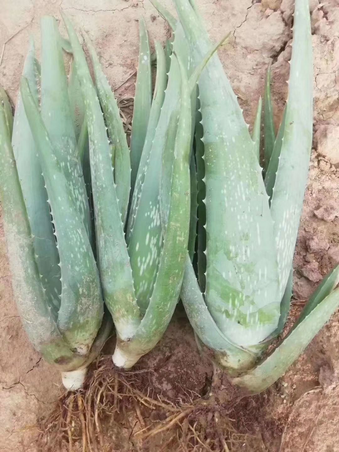  库拉索芦荟，天然种植，无农药，无化肥，施有机肥，放心使用