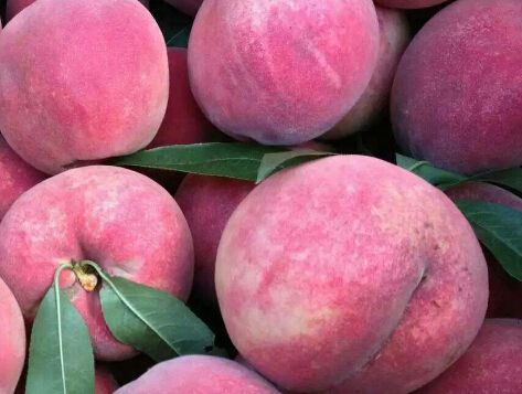 冬桃   毛桃，春雪，早红桃，红不软，突围