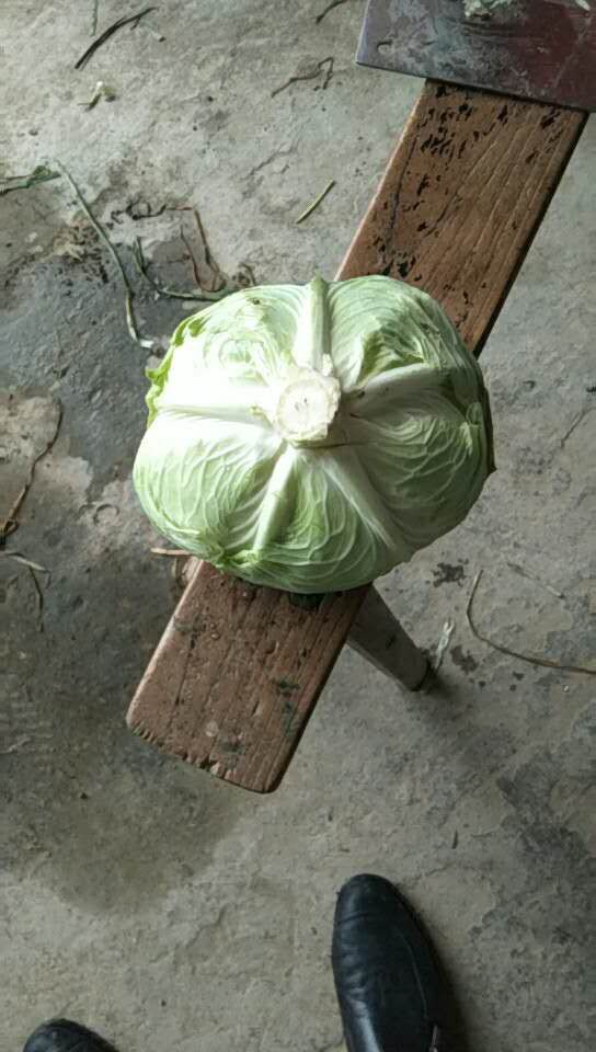 奥奇娜甘蓝  莲花白包菜 莲花白菜