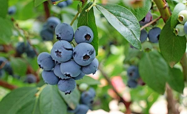 果树苗蓝莓苗带叶发货 盆栽地栽蓝莓苗当年结果