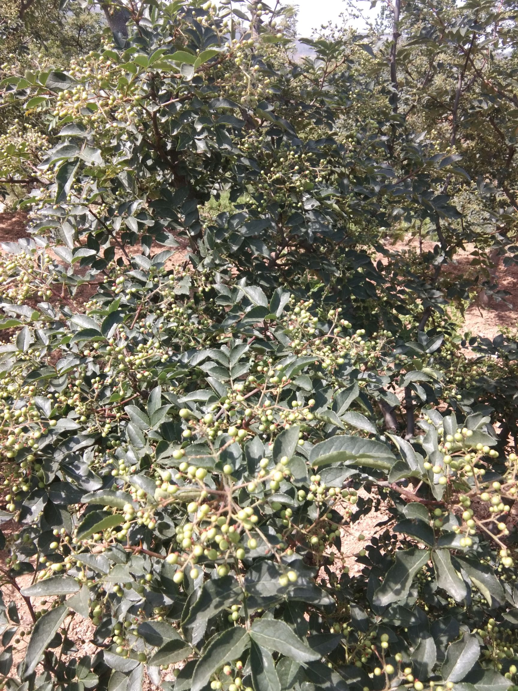 鲁峪一号苗 干，鲜，花椒，金银花