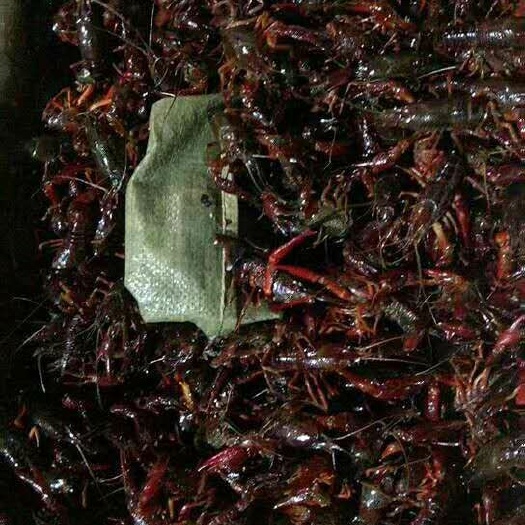广州 小龙虾4一6钱