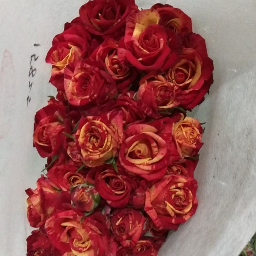 昆明 多头玫瑰
