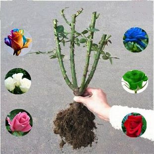 沭阳县庭院种植月季花苗  树型欧月月季苗 盆栽地栽月季苗