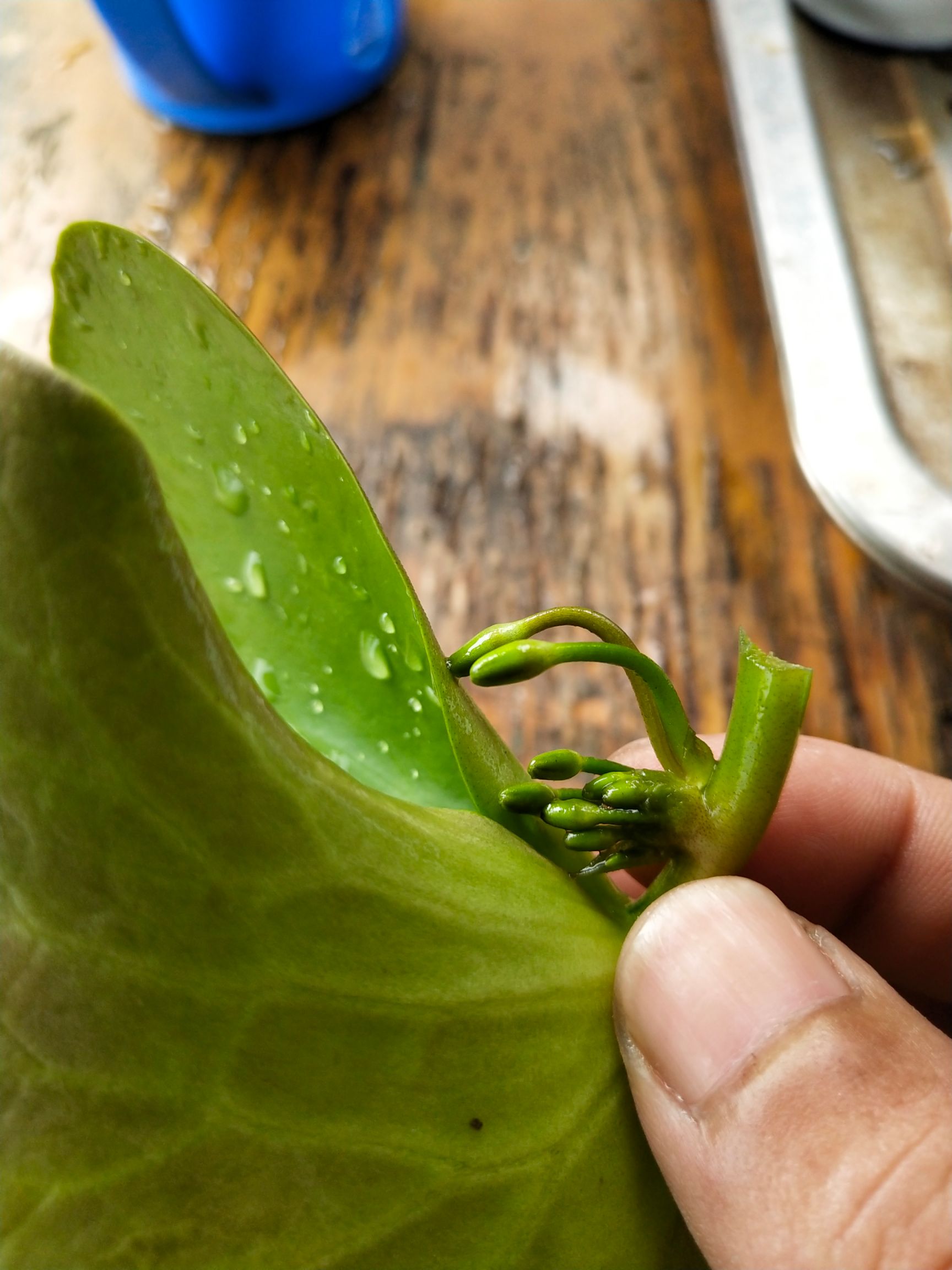 睡莲 网红热销产品一叶莲，基地直发，8-15公分