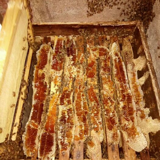 罗定市 天然农家蜂蜜