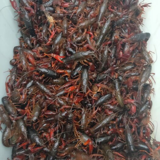沛县微山湖小龙虾 我有2000多亩龙虾养殖基地，大量批发，现货，龙虾肉嫩，好吃